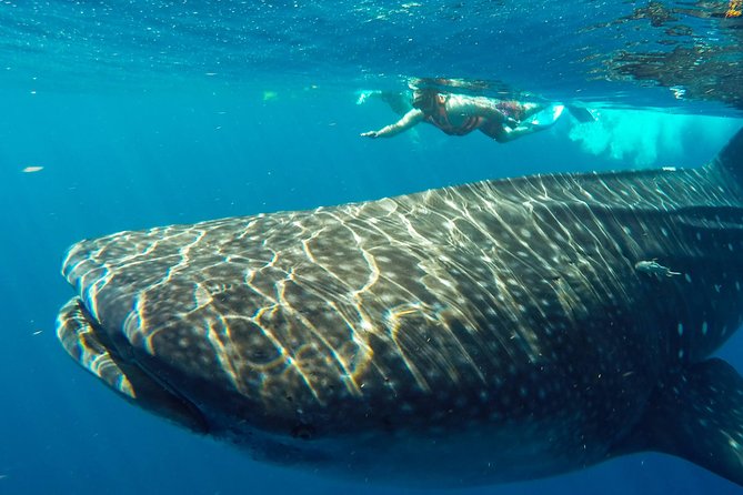 Small Group Whale Shark Encounter - 10 years in business - North Beach Time: Clear Water, Regional Food, and a Real Break