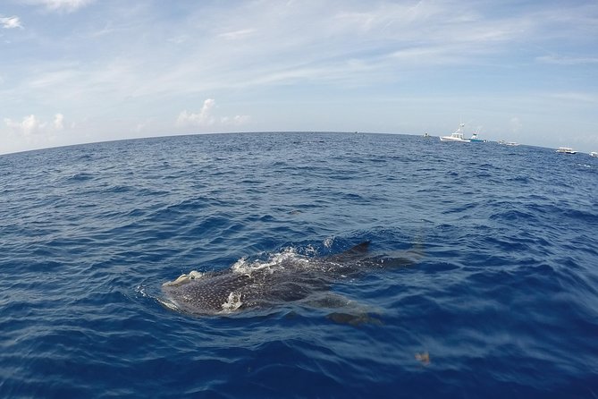 Small Group Whale Shark Encounter - 10 years in business - Who This Tour Suits Best (And Who Should Skip It)