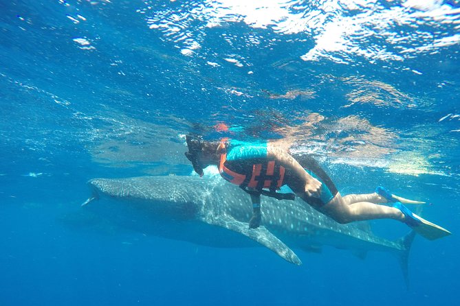 Small Group Whale Shark Encounter - 10 years in business - Morning Logistics: Pickup, Timing, and What 6 to 8 Hours Feels Like