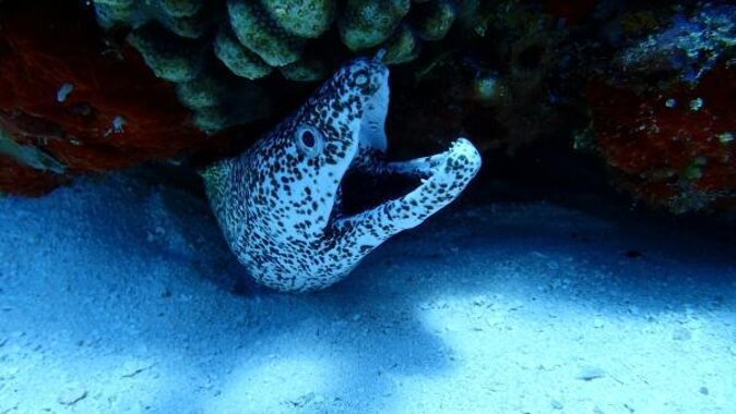 Snorkel along the coast, explore two reefs by Chivis del Mar - Quick highlights before you book