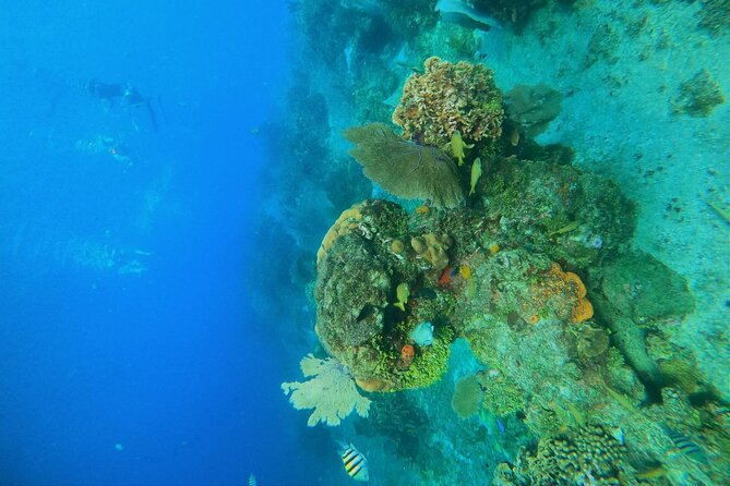 Snorkel along the coast, explore two reefs by Chivis del Mar - Paradise (Paraiso) Reef: Coral Formations and Statue Photo Spots