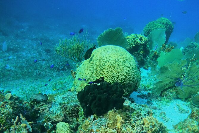 Snorkel along the coast, explore two reefs by Chivis del Mar - Centro Break: Drinks, Fruit, and Breathing Room