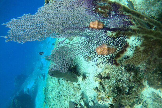 Snorkel along the coast, explore two reefs by Chivis del Mar - Dzul-Ha Reef: More Coral Texture and Clear Photo Opportunities