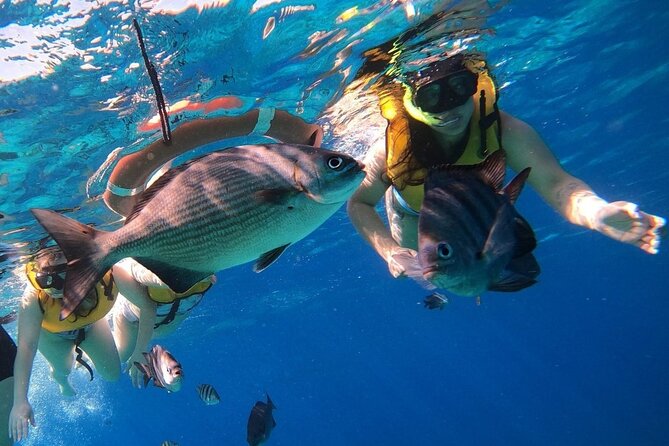 Snorkel along the coast, explore two reefs by Chivis del Mar - Glass-Bottom Viewing: Helpful If You Want More Than Surface Snorkeling