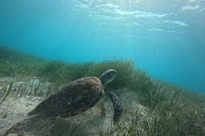 Snorkel at the Reef 2 HOURS Puerto Morelos National park - A Two-Hour Reef Reset in Puerto Morelos