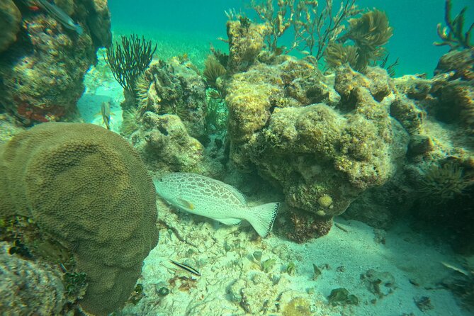 Snorkel at the Reef 2 HOURS Puerto Morelos National park - Snorkeling Time: How Guides Help You See More