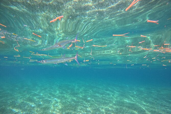 Snorkel at the Reef 2 HOURS Puerto Morelos National park - What to Do Before You Get In the Water