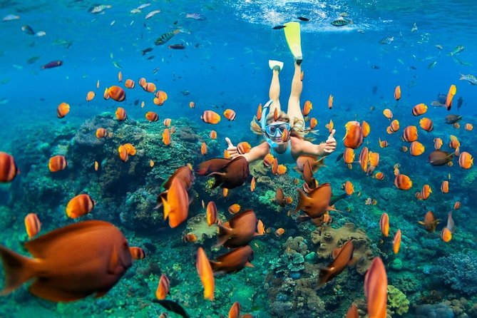 Snorkel in the second largest reef in the world Colorful tour in Puerto Morelos - 45 Minutes in the Water: Gear, Group Style, and What to Expect