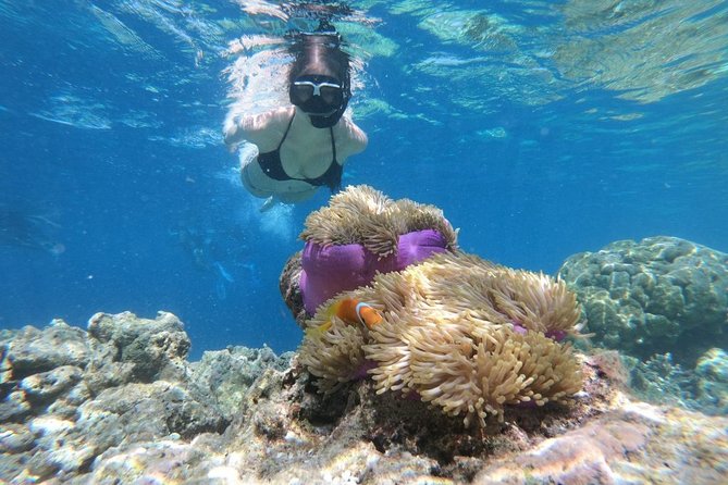 Snorkel in the second largest reef in the world Colorful tour in Puerto Morelos - Puerto Morelos on Foot: Souvenirs, Shopping, and Local Stops