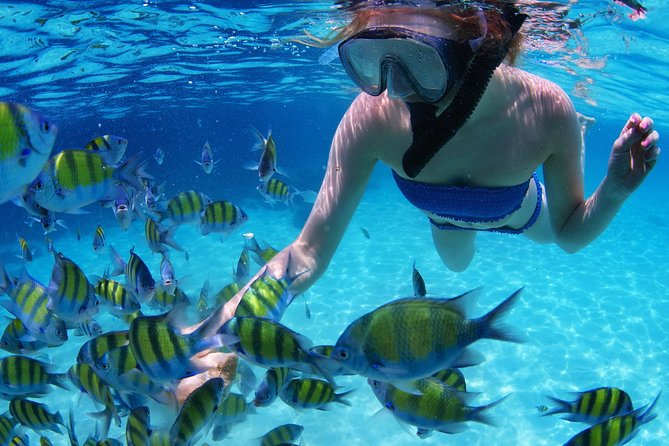Snorkel in the second largest reef in the world Colorful tour in Puerto Morelos - Should You Book This Puerto Morelos Snorkel Tour?