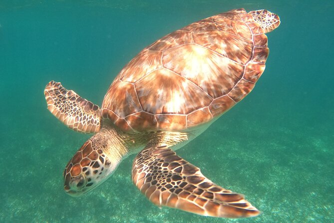 Snorkel Tour on the Costa Maya with experienced Guid - Key things that make this snorkel tour worth your time