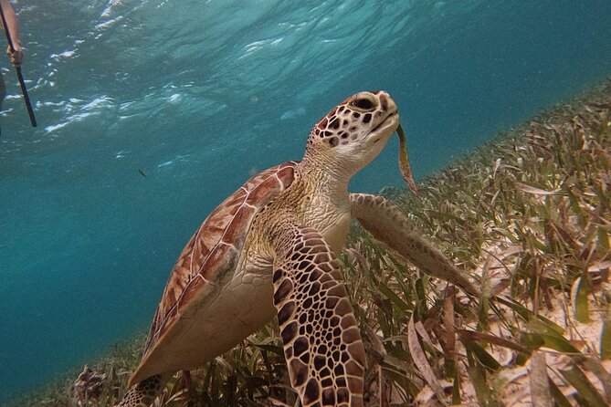 Snorkel Tour on the Costa Maya with experienced Guid - After snorkeling: beach time with sargassum and water toys