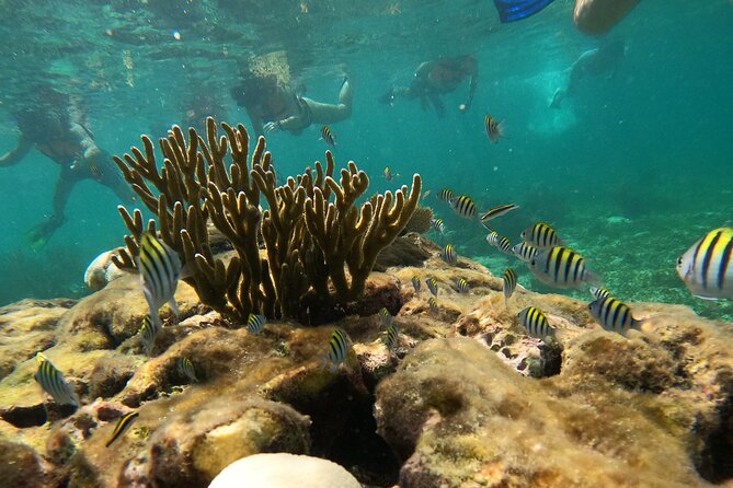 Snorkel Tour on the Costa Maya with experienced Guid - How to get the most out of the turtle and fish sightings