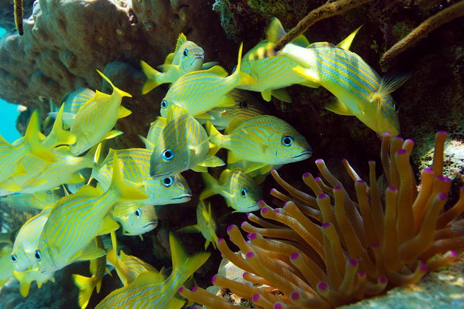 Snorkel Xtreme Cancun - Stop 2: Yal-ku Lagoon, Turtle Bay snorkeling and clear water time