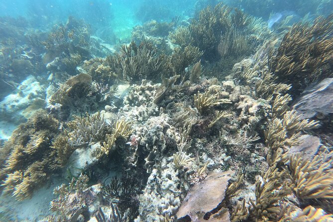 Snorkeling Adventure in Puerto Morelos Includes snack, Water and Round Trip. - Wind, Waves, and Why Some Days Feel Shorter