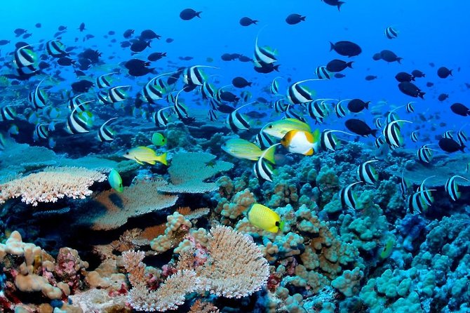 Snorkeling Adventure in Puerto Morelos Includes snack, Water and Round Trip. - Photos, Phones, and How to Protect Your Budget