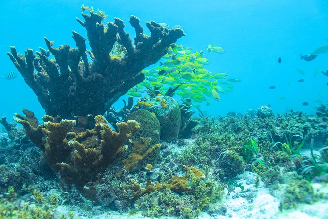 Snorkeling in Isla Mujeres, Luxury Sailing- PRIVILEGE - Isla Mujeres snorkeling: gear included, time may be tightly managed