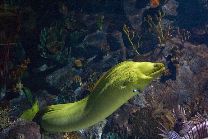 Snorkeling in Puerto Morelos - Key highlights you’ll actually care about