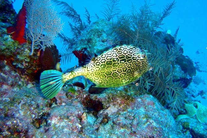 Snorkeling in Puerto Morelos - Meeting Point at Javier Rojo Gomez: Easy Access, No Hotel Pickup Promise