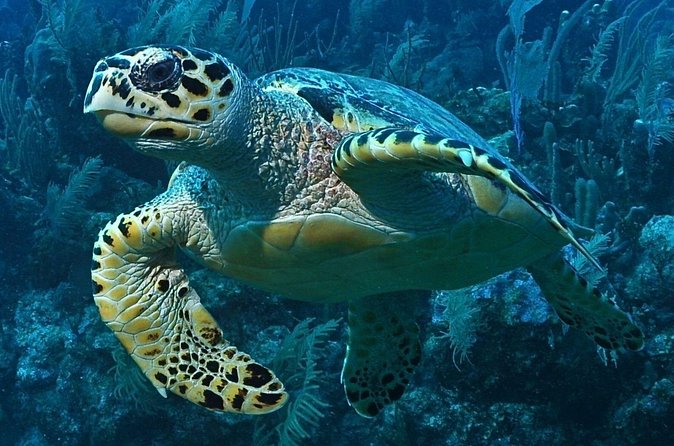 Snorkeling in Puerto Morelos - Time Slots, Weather Rules, and the Red-Flag Reality