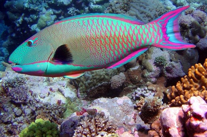 Snorkeling in Puerto Morelos - Value for Money: Why This Can Beat Larger Cancun-Style Packages