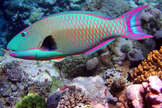 Snorkeling in Puerto Morelos - What You’ll See Underwater: Turtles, Rays, Sharks, and Coral Life