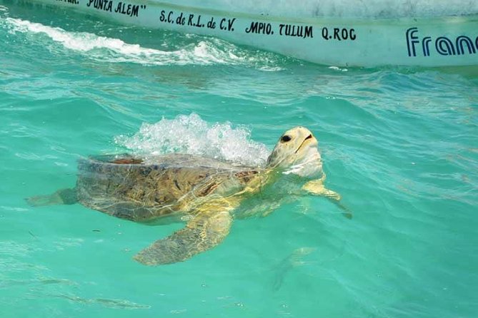 Snorkeling in Sian Ka'an - Sian Kaan, From Playa del Carmen to Punta Allen
