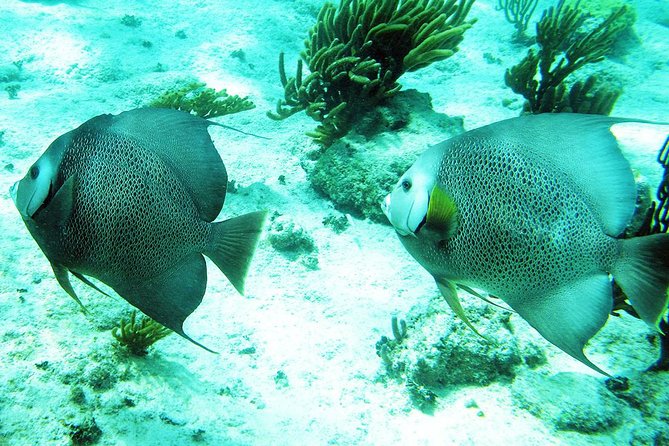 Snorkeling with Caribbean fish and private cenote exploration - The Tulum archaeological site stop, why it still fits