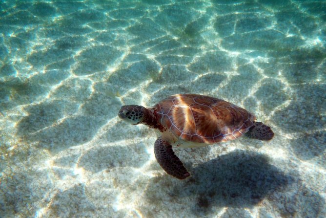 Snorkeling with Caribbean fish and private cenote exploration - Price and value at $169 per person
