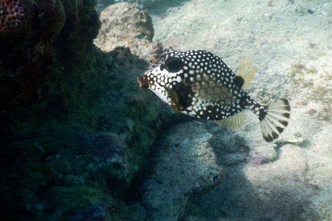 Snorkeling with Caribbean fish and private cenote exploration - Pickup, timing, and how to avoid stress