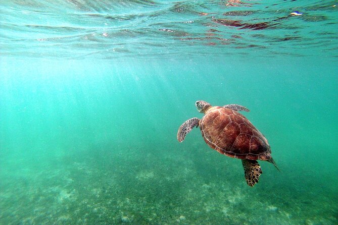 Snorkeling with Turtles and Cenote Tour from Riviera Maya - Price and What You’re Really Paying For ($119 plus possible fees)