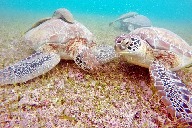 Snorkeling with Turtles and Cenote Tour from Riviera Maya - Guides, Instruction, and the Human Side of the Day