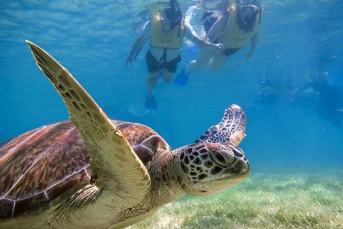 Snorkeling with Turtles and Cenote Tour from Riviera Maya - Group Size and Timing: Small Group Comfort vs. Road Reality