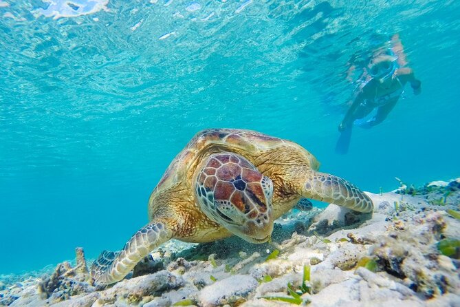 Snorkeling with Turtles and Cenotes - Who This Tour Suits Best, and Who Should Think Twice