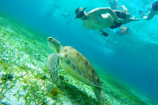 Starfish, Stingrays and the Turtle Sanctuary Snorkel Tour - A realistic expectation for time in the water