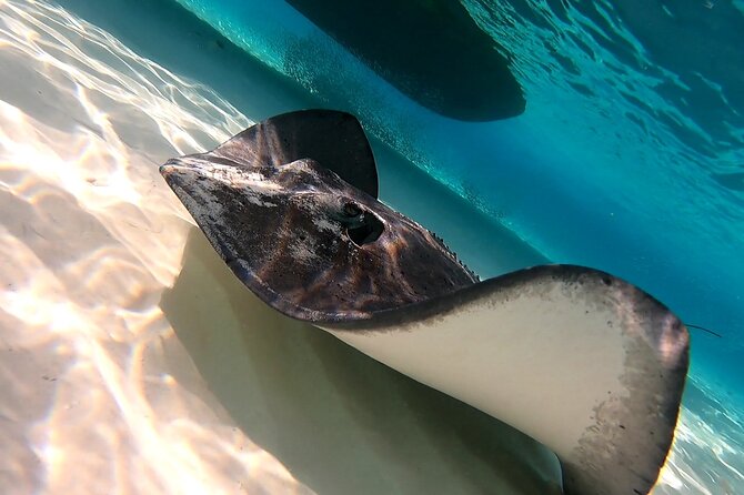 Starfish, Stingrays and the Turtle Sanctuary Snorkel Tour - Stop-by-stop: where the best sightings tend to happen