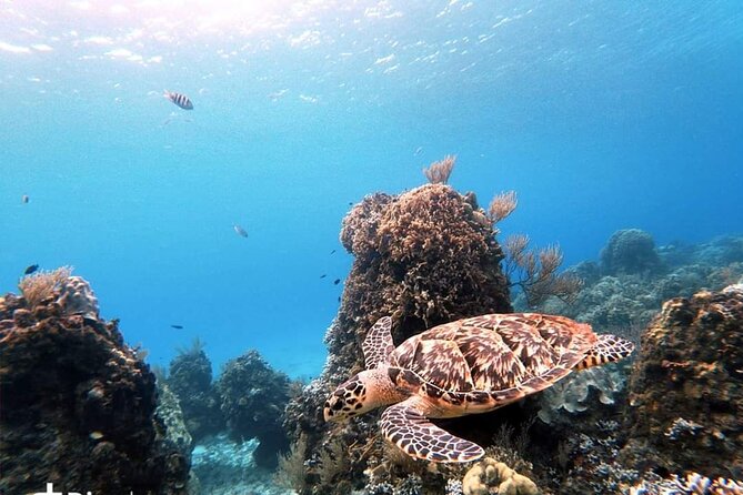 Starfish, Stingrays and the Turtle Sanctuary Snorkel Tour - The turtle question: what you should expect
