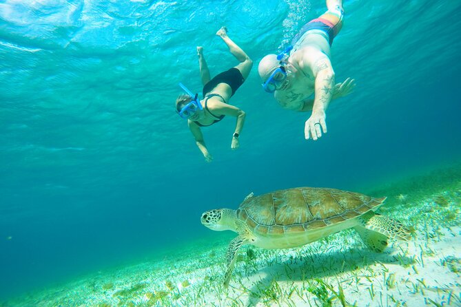 Starfish, Stingrays and the Turtle Sanctuary Snorkel Tour - Boat, gear, and comfort: the small details that change everything