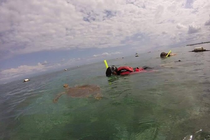 Swim with akumal turtles - The route in Akumal Bay: grass flats, then coral barrier