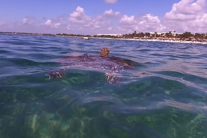 Swim with akumal turtles - How guides help you spot turtles fast (and swim without stress)