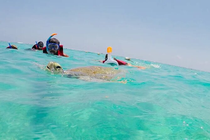 Swim with akumal turtles - What marine life you’re actually likely to see