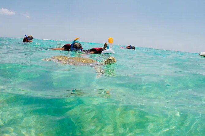 Swim with akumal turtles - Duration and pacing: 1 hour 15 minutes is plenty