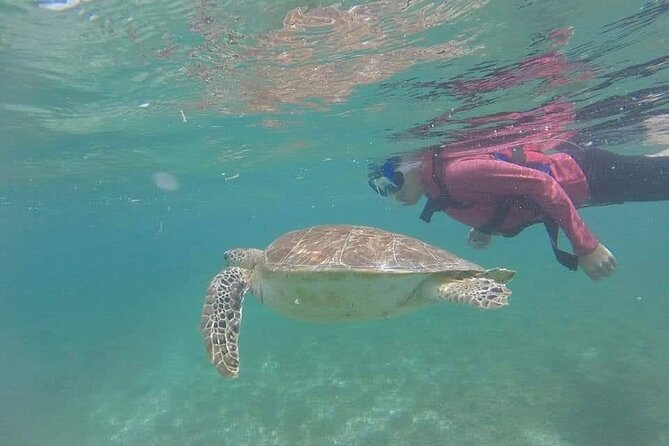 Swim with akumal turtles - Price and value: why $37 can be a good deal here