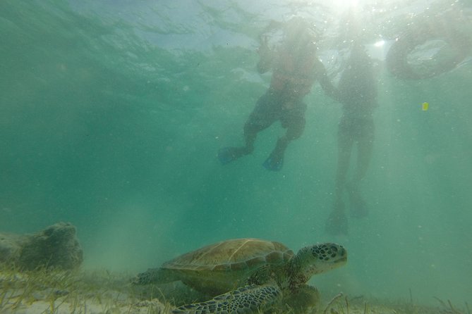 Swim with sea turtles - Private tour vibes: how the guide makes or breaks Akumal