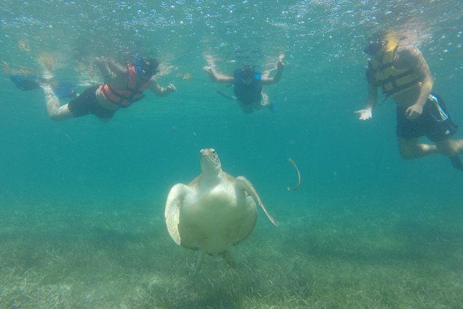 Swim with sea turtles - What to bring, what to avoid, and how to snorkel with confidence