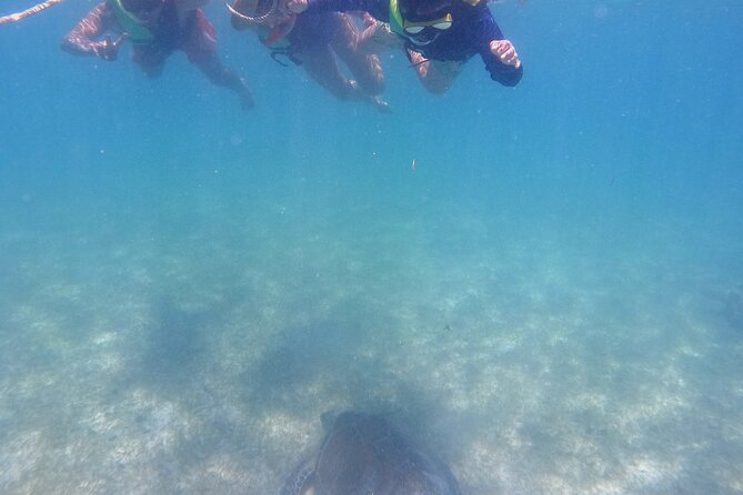 Swim with Turtles in Akumal + GoPro Photo Session - Wildlife you can realistically expect to see