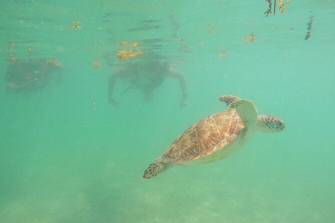Swim with Turtles in Akumal + GoPro Photo Session - Safety, comfort, and who this tour suits