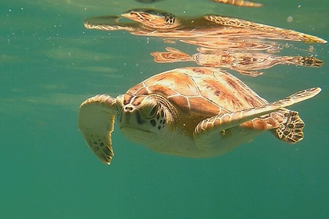 Swim with Turtles in Akumal + GoPro Photo Session - Akumal national park facilities after your swim