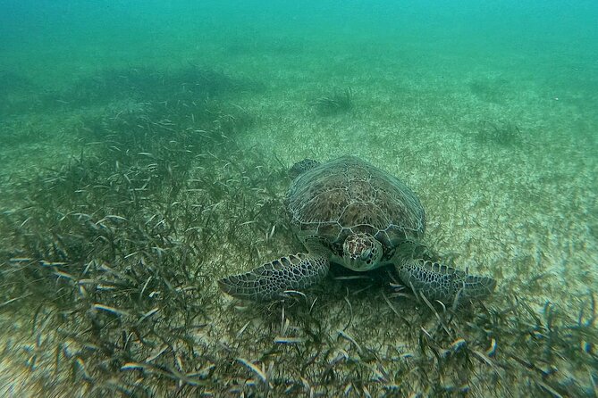 Swim with Turtles in Akumal + GoPro Photo Session - Price and value: what $53.59 really buys