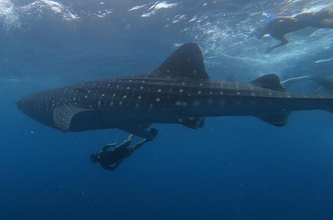 Swim with whale sharks on a private tour - Finding Whale Sharks: Small In-Water Groups and Real Instructions